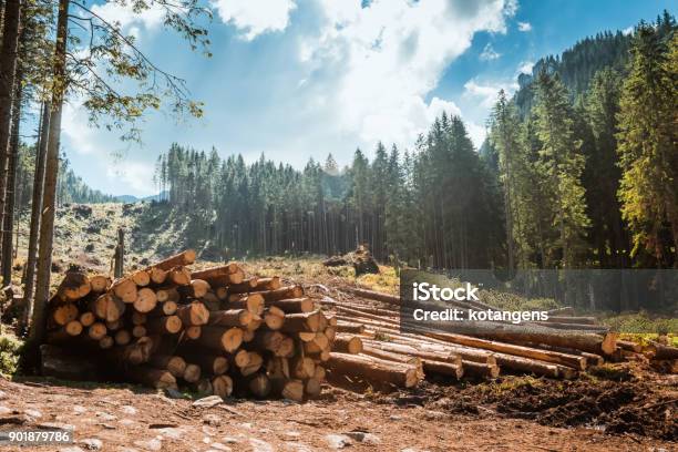 Log Stacks Along The Forest Road Stock Photo - Download Image Now - Lumber Industry, Forest, Cutting