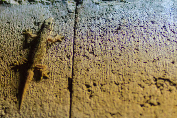 istock Close up lizard on the brick wall at night. Abstract background brick wall with lizard. Rough Surface of brick wall with lizard 901882904