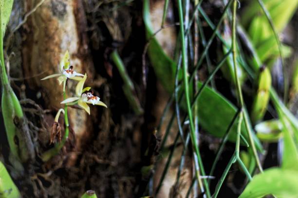 istock The small orchid in tropical rainforest, Thailand 901888246