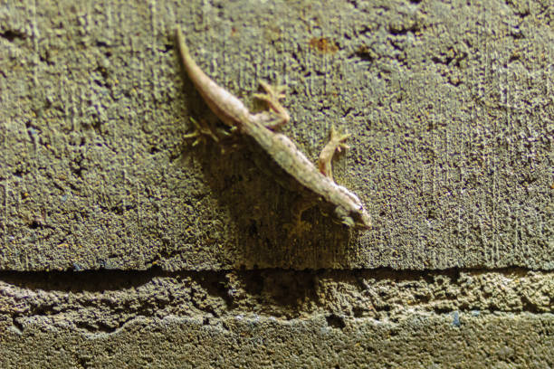 istock Close up lizard on the brick wall at night. Abstract background brick wall with lizard. Rough Surface of brick wall with lizard 901888540