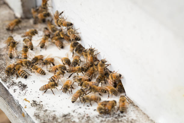 istock Bees find food and keep in White bee boxes 901891602