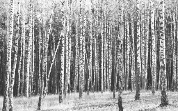 istock Black-and-white photo of birches 901895062