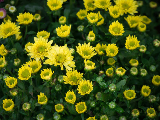 istock Yellow Chrysanthemums Flower Blooming 901895816