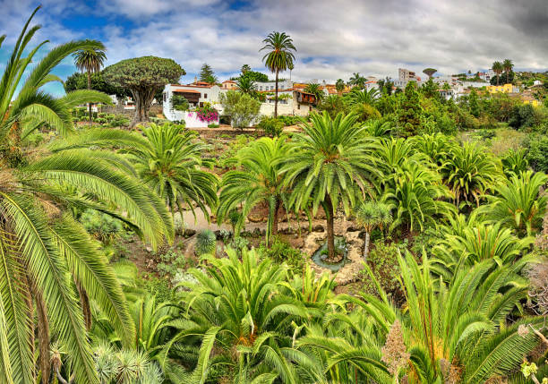 kuvapankkikuvat ja rojaltivapaat kuvat aiheesta panoraamanäkymät kohteesta parque del drago kaupungissa icod de los vinos (teneriffa, canary islands) - giant dracaena