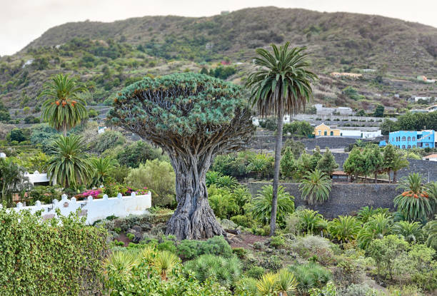 kuvapankkikuvat ja rojaltivapaat kuvat aiheesta dragon tree "drago milenario" kaupungissa icod de los vinos (teneriffa, canary islands) - giant dracaena