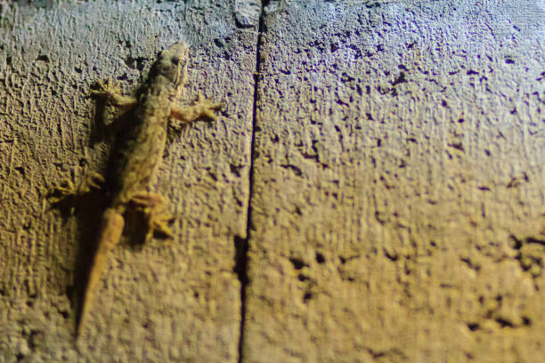 istock Close up lizard on the brick wall at night. Abstract background brick wall with lizard. Rough Surface of brick wall with lizard 901899508