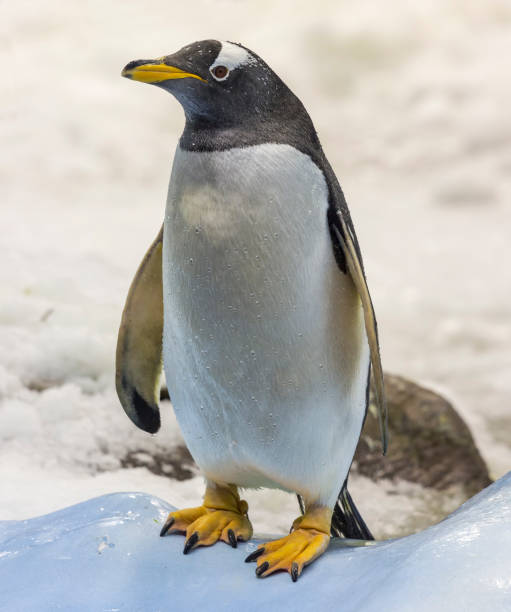 istock Close-up view of a Gentoo penguin (Pygoscelis papua) 901899922