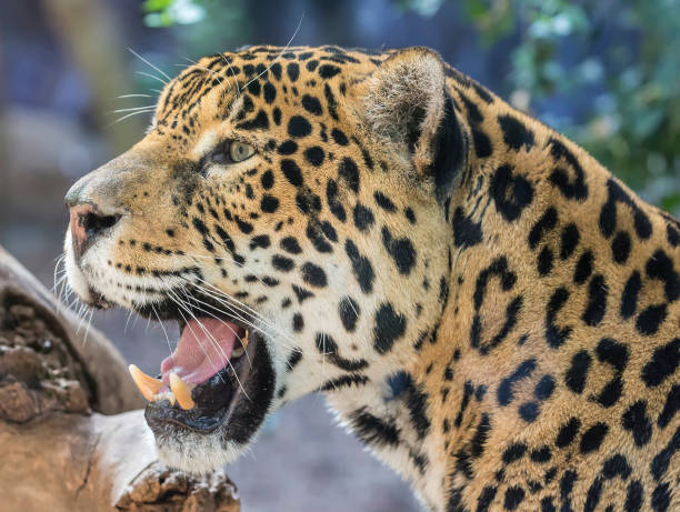 istock Close-up view of a Jaguar (Panthera onca) 901900028