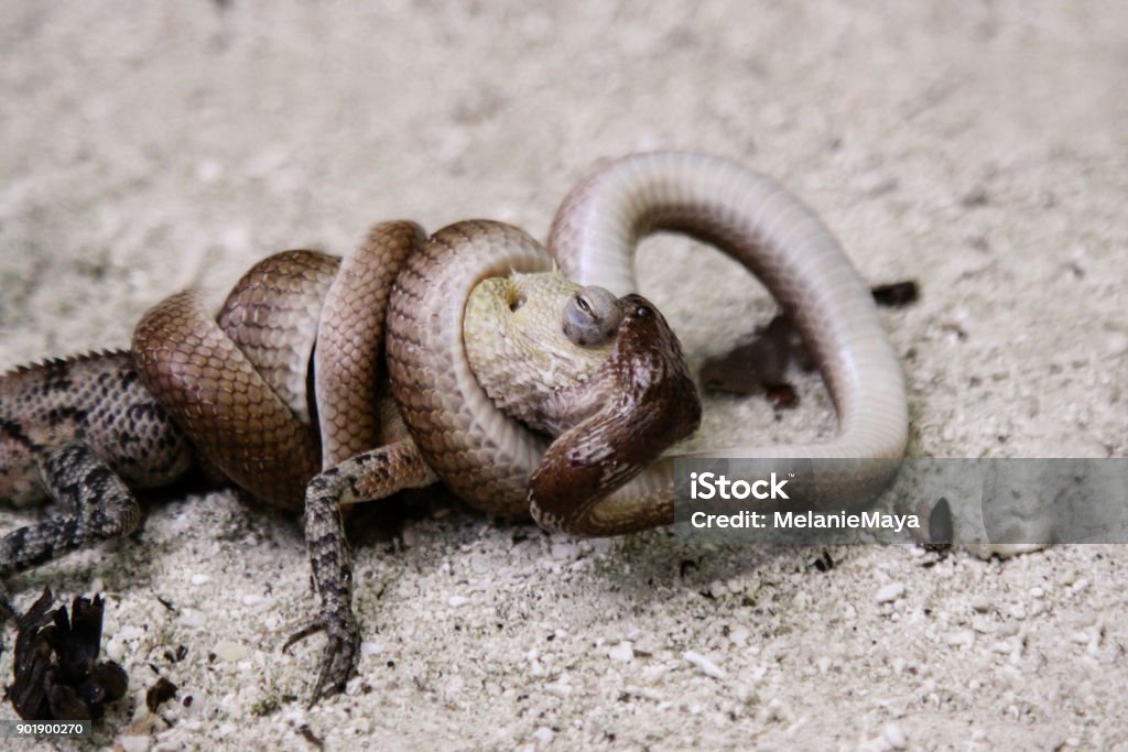 Python Eats Lizard Snake Eats Lizard Stock Photo - Download Image Now - Animal Behavior ...