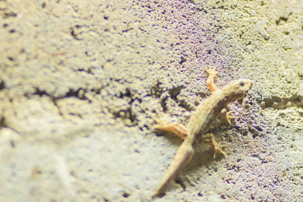 istock Close up lizard on the brick wall at night. Abstract background brick wall with lizard. Rough Surface of brick wall with lizard 901900430