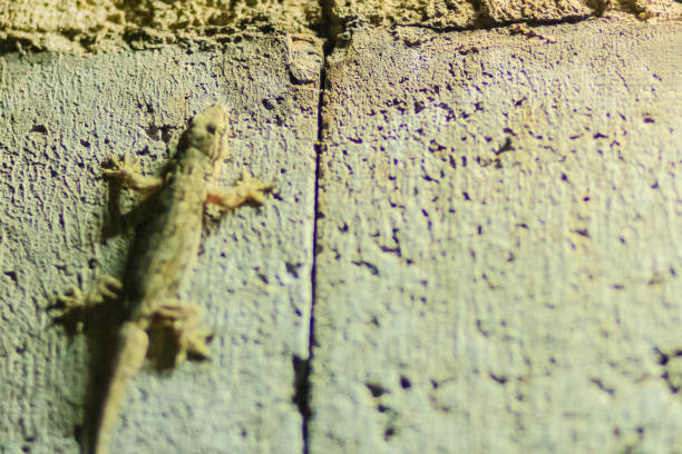 istock Close up lizard on the brick wall at night. Abstract background brick wall with lizard. Rough Surface of brick wall with lizard 901900666