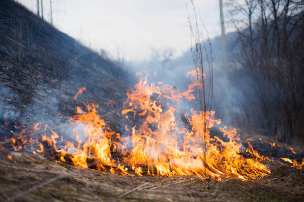istock The grass burns, the fire, the scorched earth, ecology 901903686