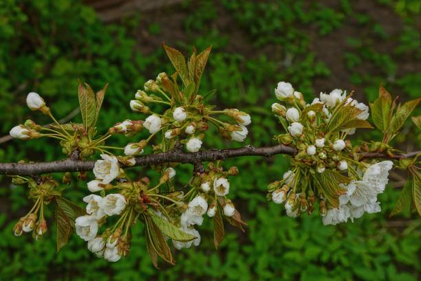 istock Cherry branch with white flowers and green leaves 901903688
