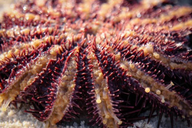 istock crown of thorns starfish 901911082