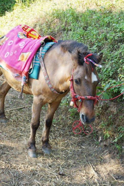 istock Horse standing in nature background 901911700
