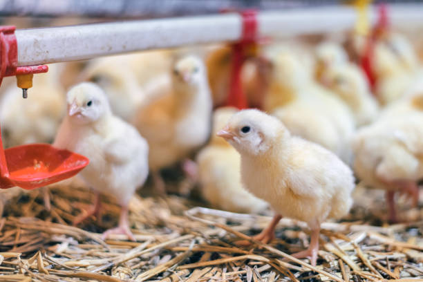 istock Little chicken feeding at the farm 901911982