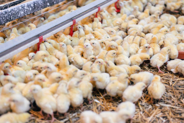 istock Large Group of Baby Chicks on Chicken Farm 901913346