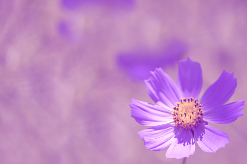 Single flower on a beautiful purple background with space for text