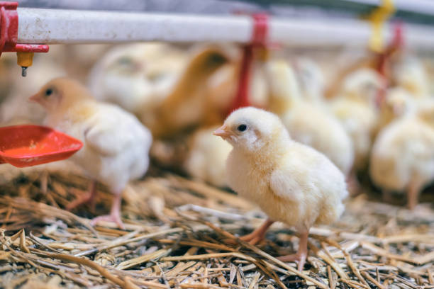 istock Little chicken feeding at the farm 901916196