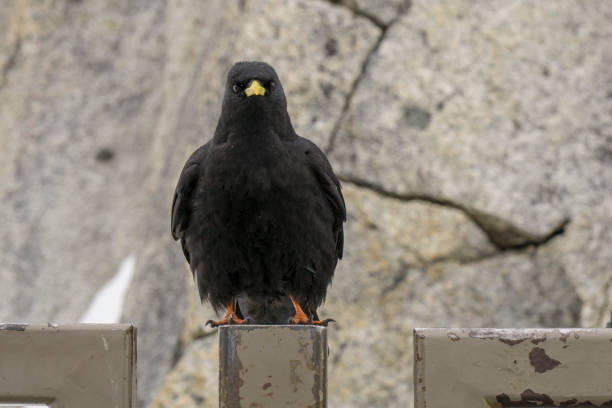 istock Graculus Pyrrhocorax, Alps peak Aiguille du Midi. 901916436