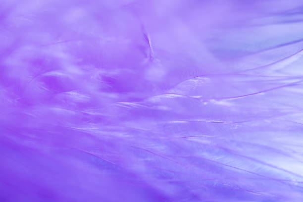 istock purple color trends feather texture abstract background 901916798