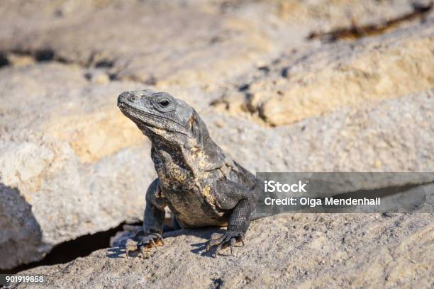 Closeup Portrait Of An Iguana Lizard Sunbathing On A Rock At The Mayan Ruins Riviera Maya Quintana Roo Mexico Stock Photo - Download Image Now