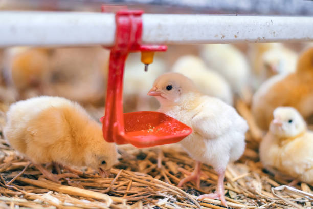 istock Little chicken feeding at the farm 901919946