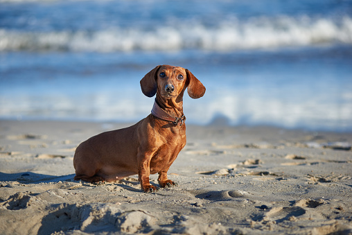 Curious red-haired dachshund dog on the beach on a sunny day.
