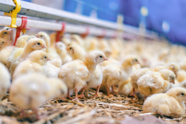 istock Large Group of Baby Chicks on Chicken Farm 901921068