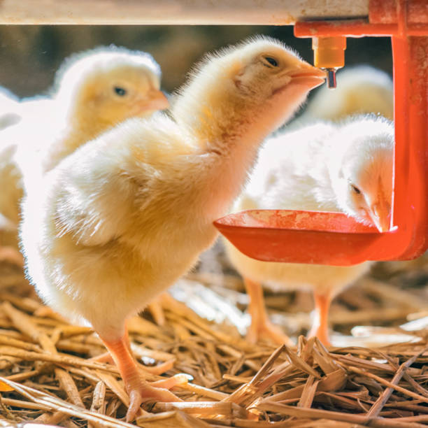 istock Little chicken feeding at the farm 901923790