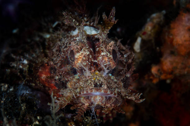 istock Well-Camouflaged Scorpionfish in Lembeh 901924618