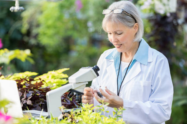 istock Confident senior botanist works in greenhouse 901925858