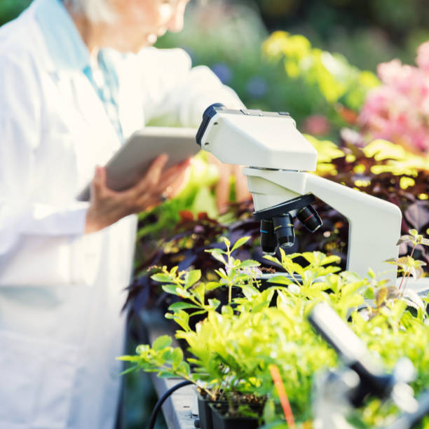 istock Female botanist works in greenhouse 901925876