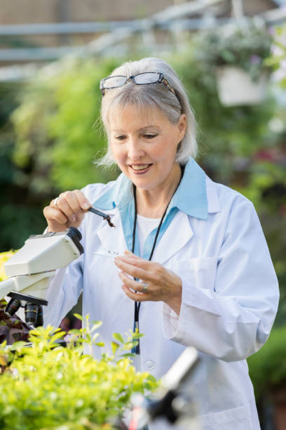 istock Cheerful senior Caucasian botanist prepares a soil sample 901925884