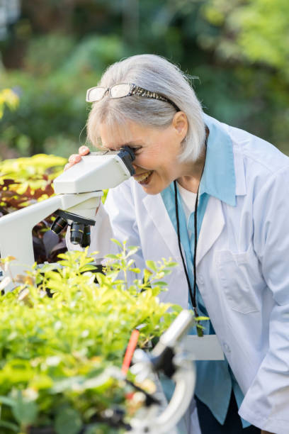 istock Cheerful senior botanist uses microscope in lab 901925900