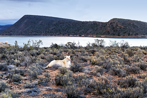 Close-up of a female  white lion in the beautiful landscape of the Sanbona Wildlife Reserve, located in the Little Karoo , in South Africa.