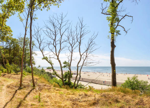 Beach in the Yantarny. Kaliningrad region. Russia stock photo