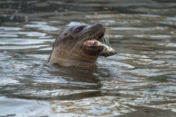 Seal swimming in sea
