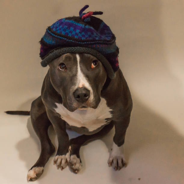 istock grey pitbull wearing a knit cap for winter 901932314