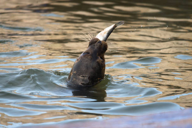 istock Common Seal Eating Fish in Water 901932492