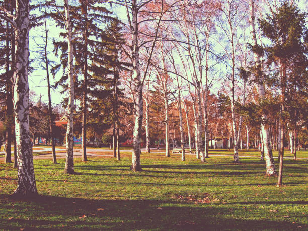 Winter in Public Park.