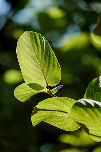 istock Green leaves and beautiful light 901932680