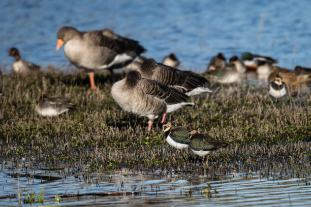 istock Lapwings and Greylag geese on marsh shore in late autumn 901932710