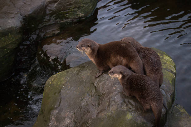 istock Otter Family By Waterfall 901932750