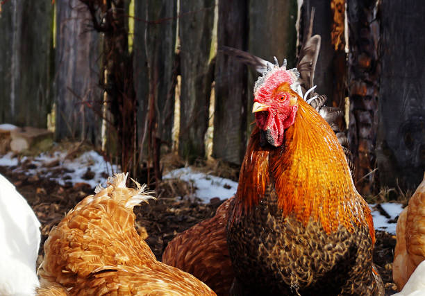 Beautiful colour cock with hen on background of the old fence from boards