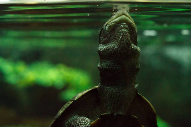 istock Terrapin Coming Up for Air 901933646