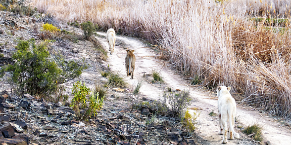 Rear view of three white lions, one male and two females,  walking on a dirt road  in  the Sanbona Wildlife Reserve, located in the Little Karoo , in South Africa.