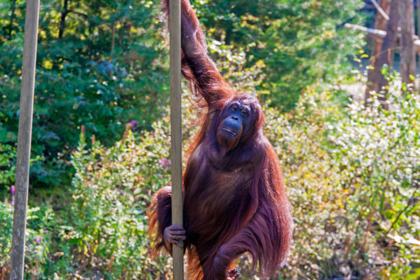 istock Orang-utan in the sun (Pongo pygmaeus) 901937240