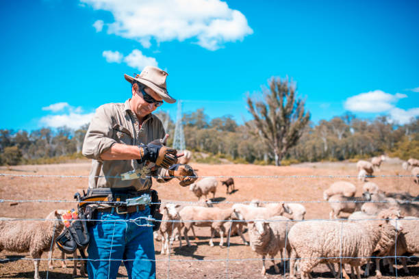 istock Shepherd repairing fence 901937306