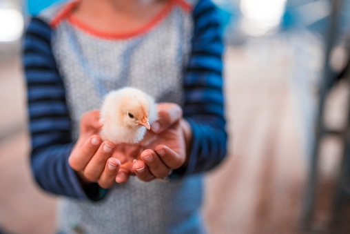 Girl is holding chicken in her hands on a farm in Australia.